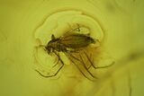 Detailed Fossil Ant, Flies, Spider, and Mites in Baltic Amber #234462-3